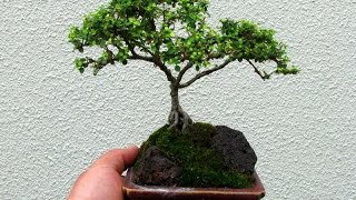 Coprosma as Bonsai [upl. by Latoye47]