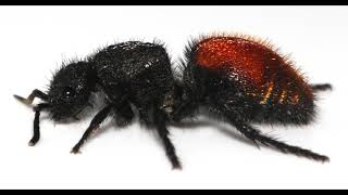 Sounds of a Velvet Ant [upl. by Cindie750]