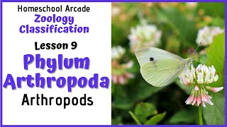 What are Arthropods  Phylum Arthropoda [upl. by Aseen984]