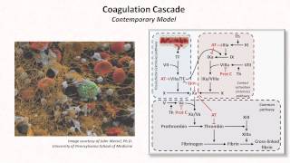 Hemostasis Lesson 3  Coagulation Cascade and Fibrinolysis [upl. by Regazzi82]