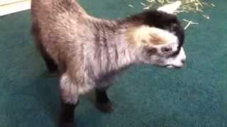 Baby Pygmy Goat Sounds [upl. by Stacie585]