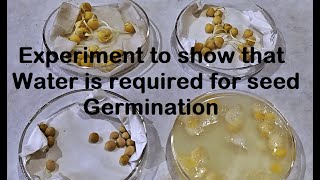 Water is required for Germination Experiment [upl. by Melinde]