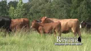 Beef Cattle Crossbreeding Systems [upl. by Nytsirt]