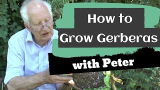 How to Grow Gerberas  Garden Ideas  Peter Seabrook [upl. by Iohk]