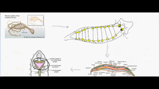 Cephalization in animals [upl. by Ruyle]