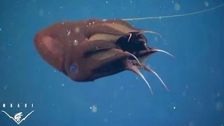 What the vampire squid really eats [upl. by Aneehsar406]