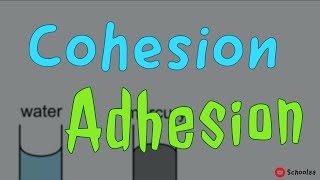 cohesion adhesion [upl. by Etnemelc]