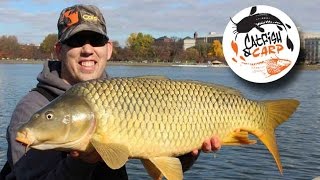 How to catch carp  carp fishing tips and techniques  carp bait [upl. by Lletram]