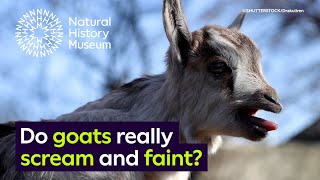 Do goats really scream and faint  Surprising Science [upl. by Thanh686]