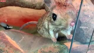 Greater Egyptian Jerboa Jaculus Orientalis [upl. by Nivlen511]