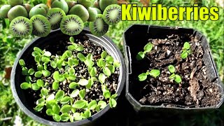 Growing Kiwiberries From Seed  2 Methods [upl. by Arthur]