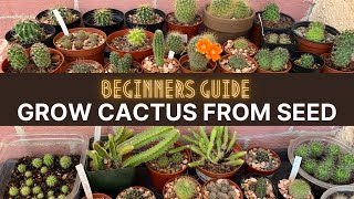 How to Grow Cactus from Seed A beginners guide  cactuscare cactus [upl. by Thorma]