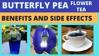 Butterfly Pea Flower Tea  Blue Ternate  Clitoria Ternatea  Benefits and side effects [upl. by Crispas]