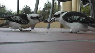 Kookaburra THE WORLDS MOST DETERMINED BIRD [upl. by Enyamrahc]