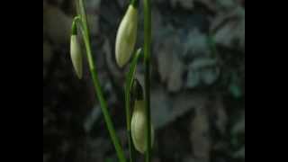 Snowdrops  A timelapse [upl. by Scoter72]