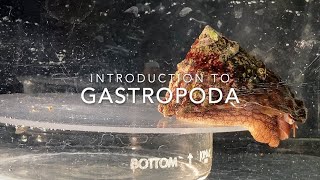 Introduction to Gastropoda [upl. by Elvin189]