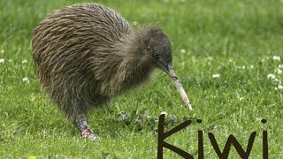 Kiwi Bird 4K [upl. by Harned21]