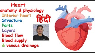 Lymphatic System in Hindi  Lymph  Lymph Nodes  Lymph Vessels  Anatomy amp Physiology [upl. by Esydnac]