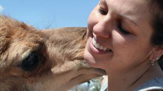 Growing Up The Story of Baby the Dromedary Camel [upl. by Gayl969]