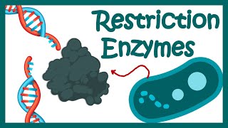 Restriction enzymes  Restriction endonuclease  How does the restriction enzymes work [upl. by Aicnatsnoc]