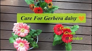 How to care for Gerbera Daisy [upl. by Laoj808]