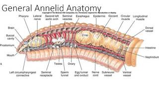 Phylum Annelida Part 1 [upl. by Roda374]