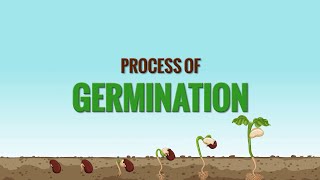 Germination of seed  Process of seed germination [upl. by Eiral]