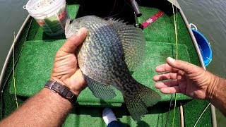 Catching Summer Crappie With Live Shad [upl. by Tevis357]