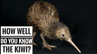 Kiwi Bird  Description Characteristics and Facts [upl. by Ari]