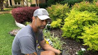 Planting Vinca Flowers Easy StepbyStep Guide [upl. by Cross888]