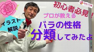 初心者必見！「バラの性格を分類」 四季咲き・返り咲き・一季咲き・花壇用（木立性）・シュラブ・つる について分類してご説明いたします。 [upl. by Htyderem]