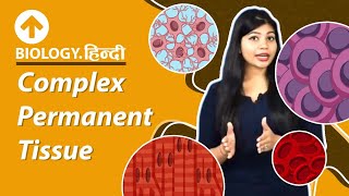 Complex Permanent Tissue  Hindi  Xylem  Phloem  Structural Organisation In Plants  Biology [upl. by Nnaylime758]