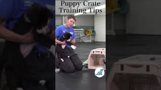 Puppy Crate Training Shorts [upl. by Odnuges]