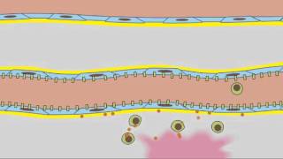 3 7 Leukocyte Rolling [upl. by Rabjohn]