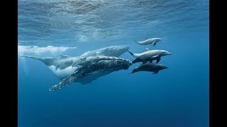 Sonido de delfines y ballenas Oceáno subacuático [upl. by Sidoney776]