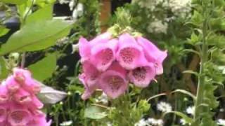 The Digitalis genus foxgloves [upl. by Ros]