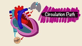 Circulation Pathway  Blood vessels  Cardiac Physiology [upl. by Crooks]