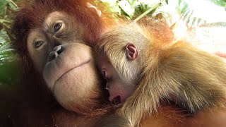 Suro The Orangutan amp Her New Baby B oy Cutest Orangutan Babies so small [upl. by Petrina574]