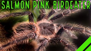 Brazilian Salmon Pink Birdeater Lasiodora parahybana Care amp Facts [upl. by Taimi]