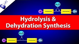 Hydrolysis and Dehydration Synthesis [upl. by Zakaria]