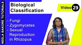 Biological Classification  NEET  Fungi  Zygomycetes  Sexual Reproduction in Rhizopus  Dr Neela [upl. by Intyrb]