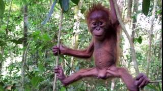 Cutest baby orangutan in the Sumatran rainforest [upl. by Sulienroc]