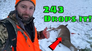 243 Rifle Deer Hunting  Deer Drops In ITS TRACKS [upl. by Tallu]