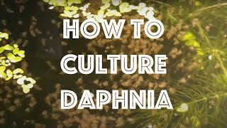 How To Culture Daphnia Magna [upl. by Karlow645]