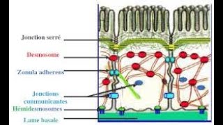 Les jonctions intercellulaires [upl. by Norri613]