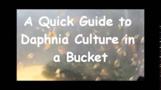 How to culture daphnia outside [upl. by Hctud]