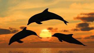 SONIDO DE DELFINES CANTO DE DELFINES DOLPHINS SOUND DOLPHINS SONG 海豚声 [upl. by Niro]