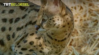 Serval Kedileri 🐆 [upl. by Aid908]