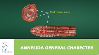 ANNELIDA GENERAL CHARECTER [upl. by Nwahsud]