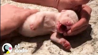 Cachorrito es resucitado después de muerto  El Dodo [upl. by Herrera637]